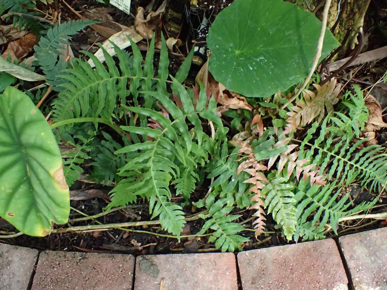 Blechnum occidentale habit