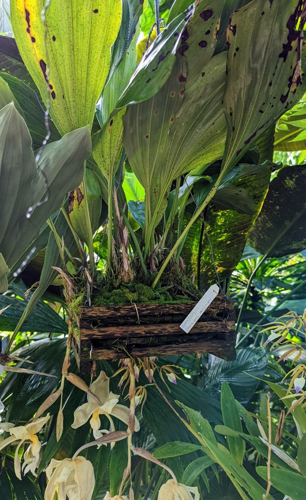 Stanhopea panamensis habit
