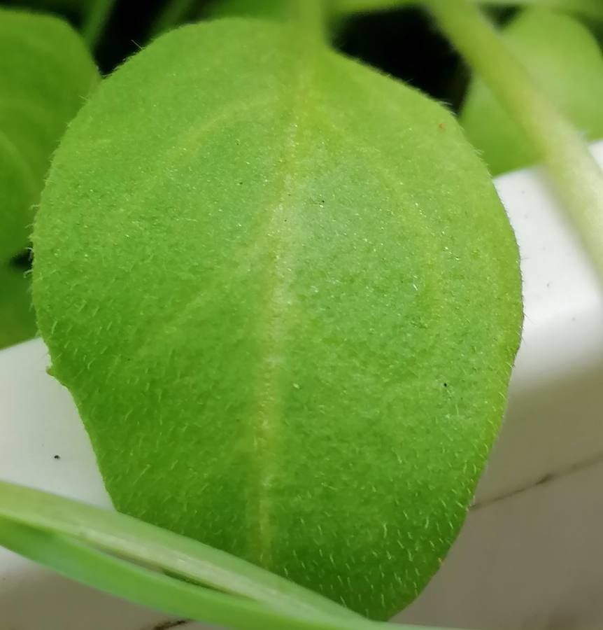 Phacelia divaricata leaf
