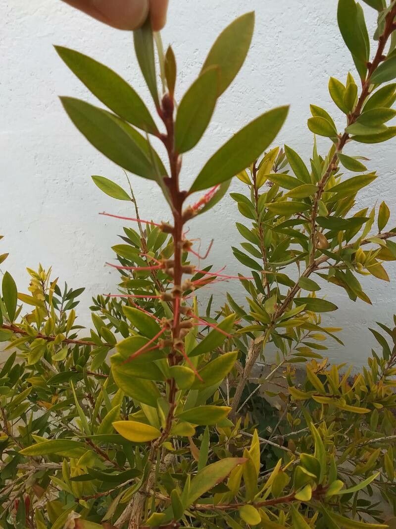 Melaleuca rugulosa leaf