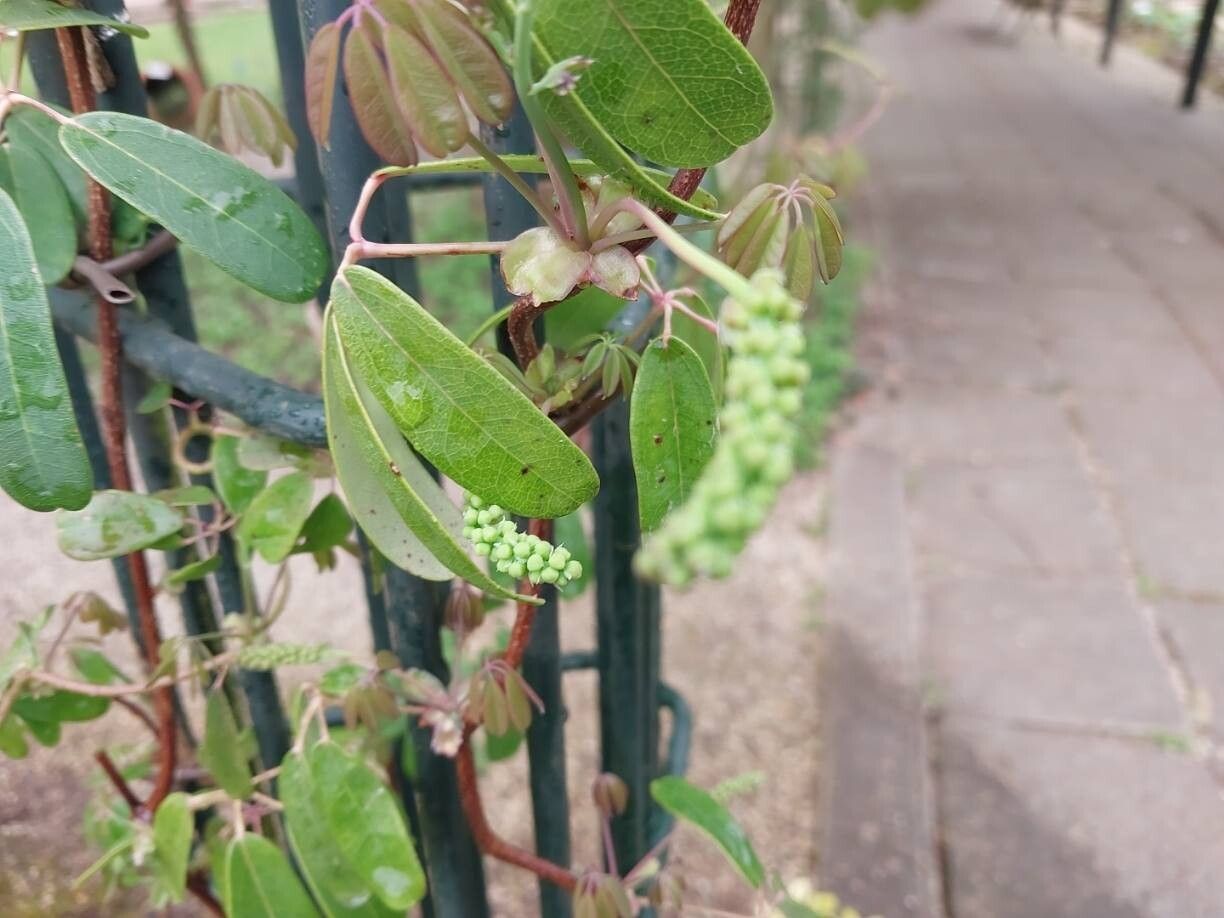 Akebia longeracemosa other