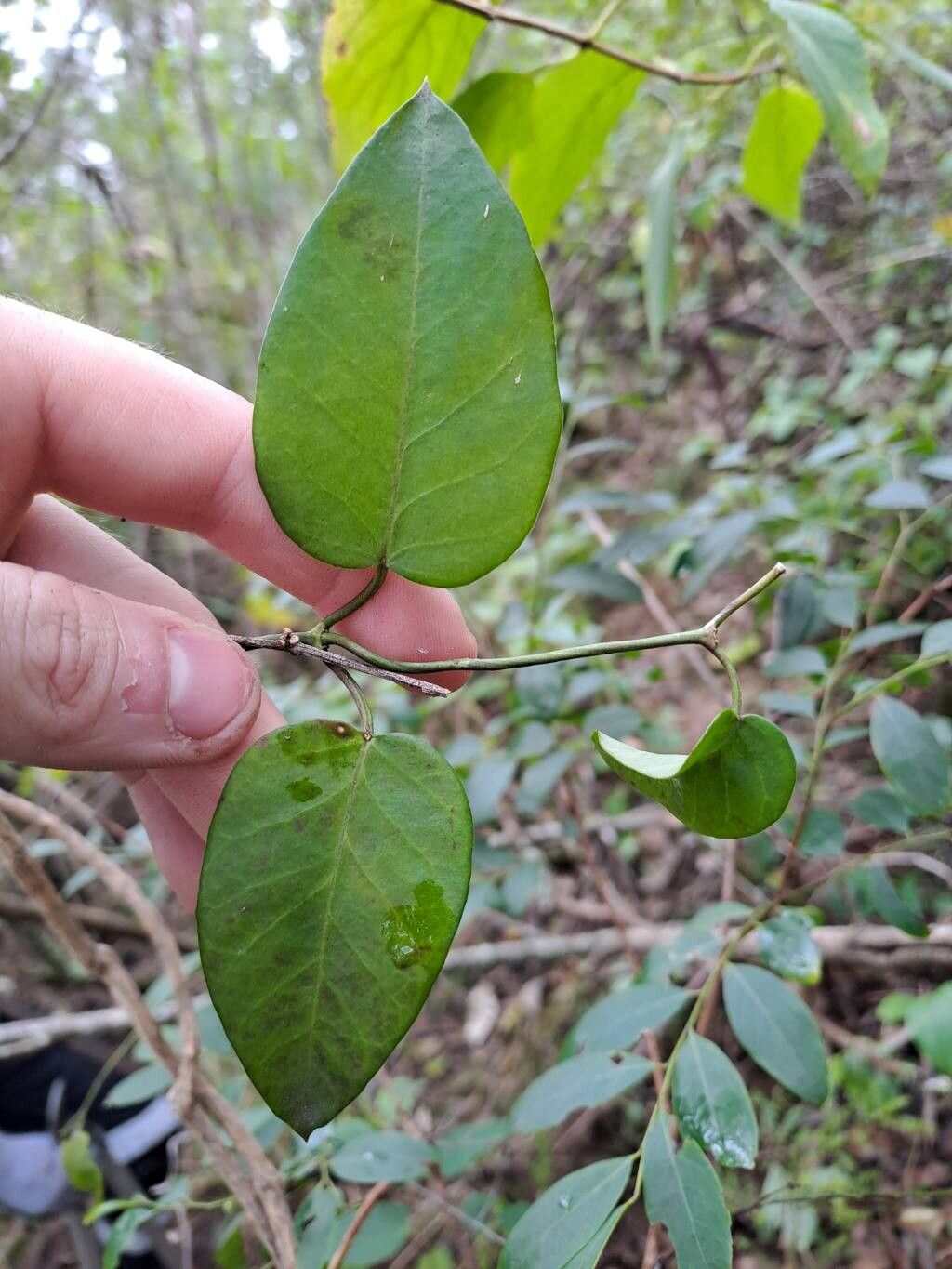 Cynanchum elegans — search result for 'Cynanchum'