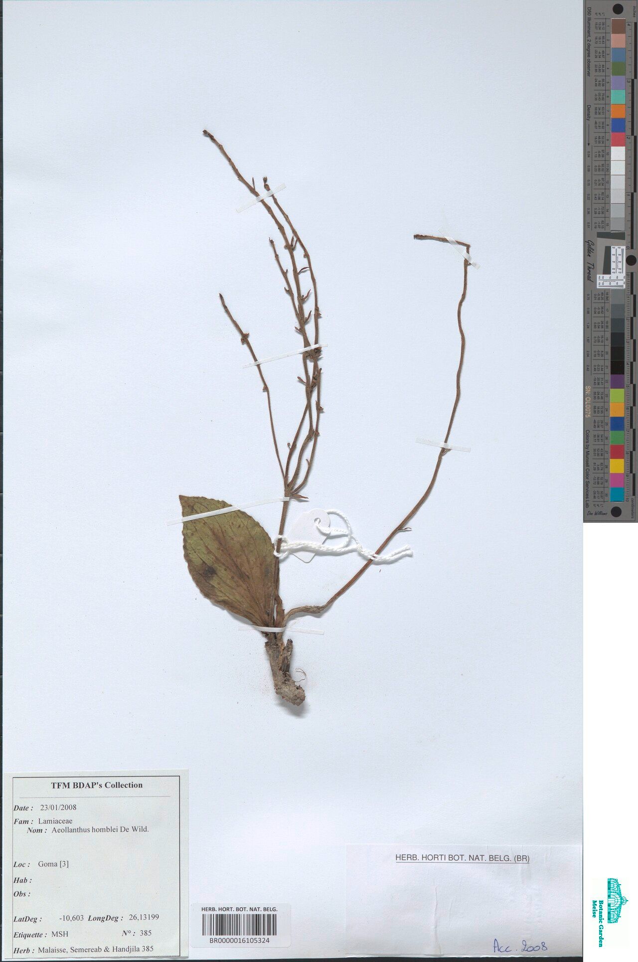 Aeollanthus homblei — houseplant care guide