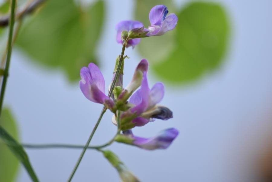 Vicia altissima flower