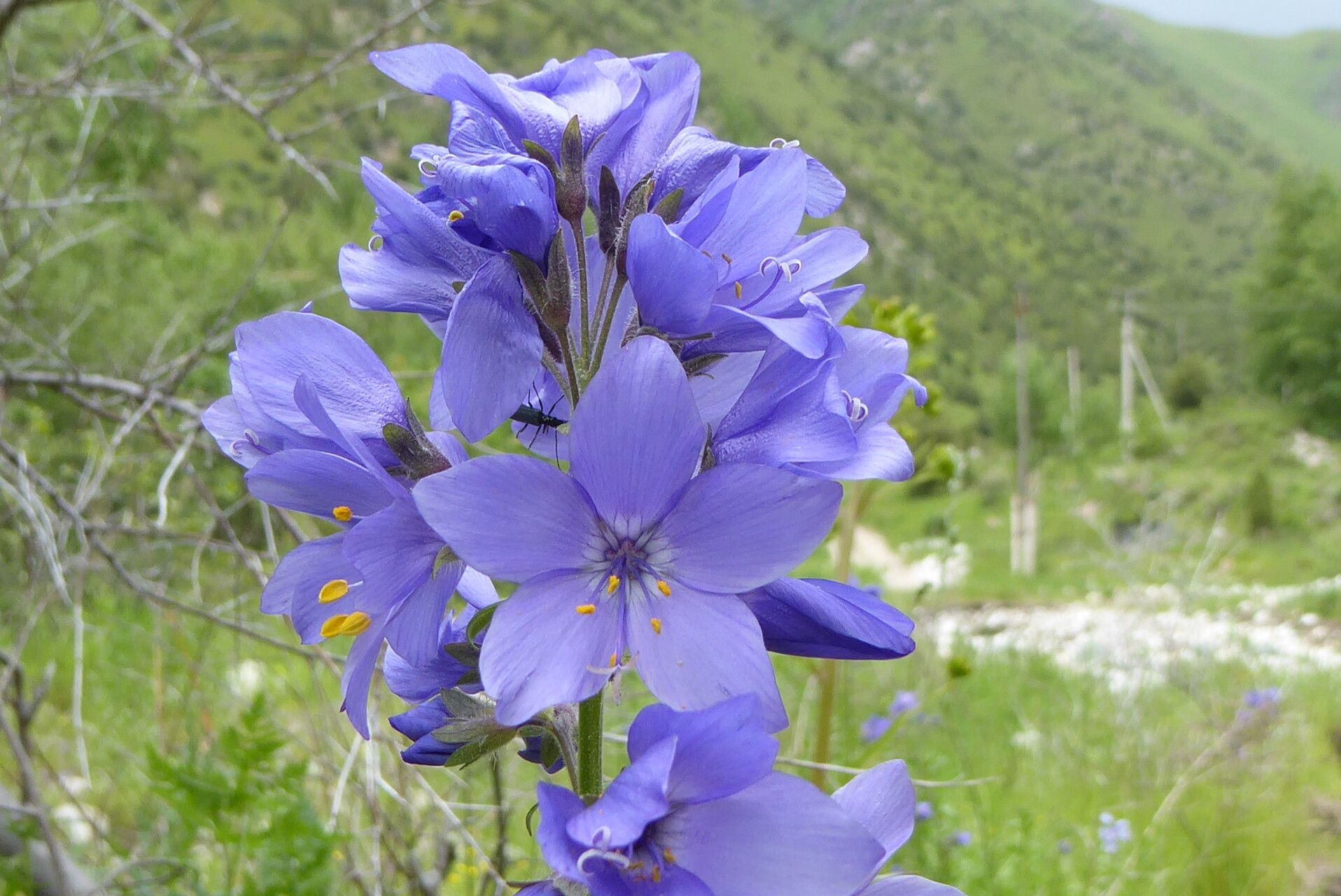 Polemonium caucasicum flower