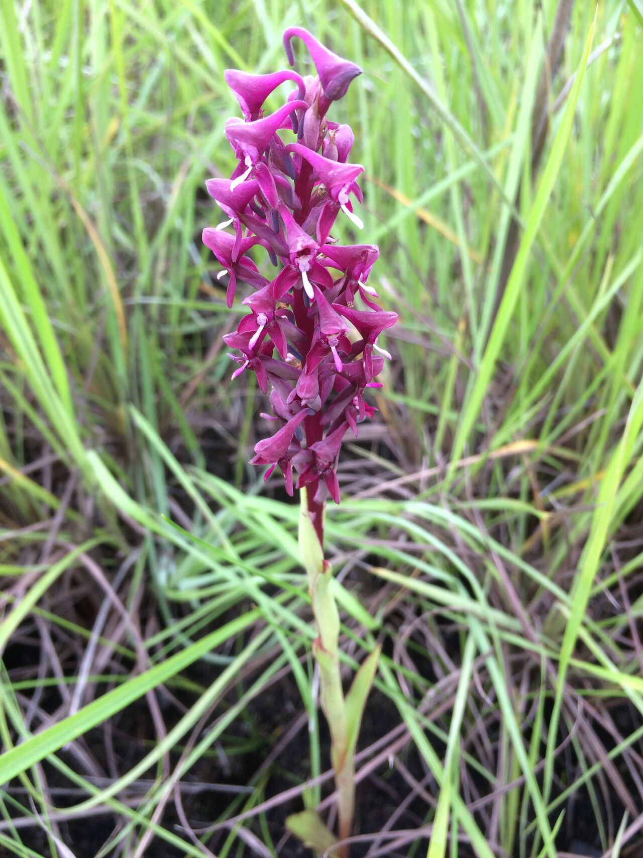 Disa hircicornis flower