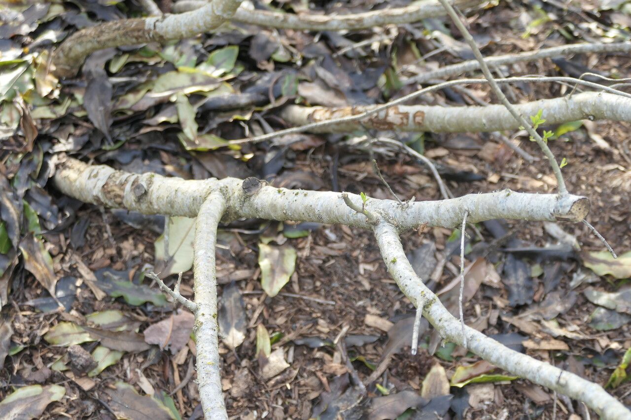 Veronica salicifolia bark