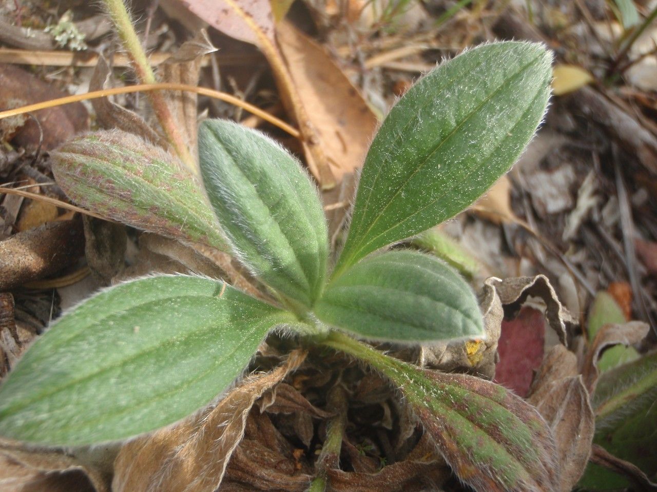Tuberaria lignosa — related species from the same genus