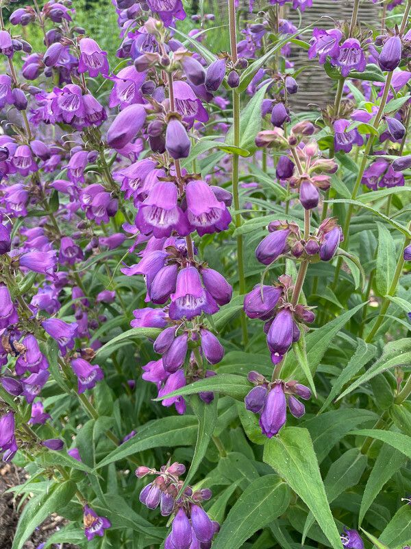 Penstemon cobaea flower