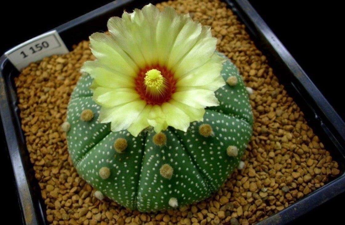 Astrophytum asterias flower