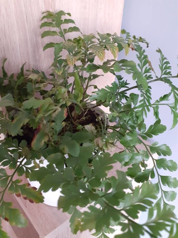 Asplenium parvisorum leaf