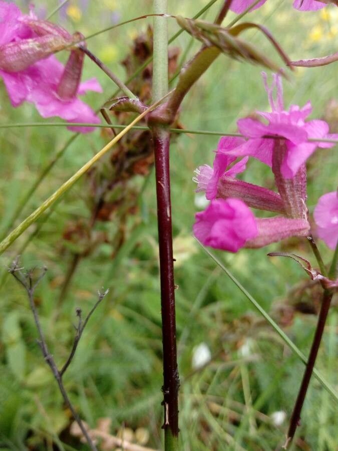 Silene viscaria bark