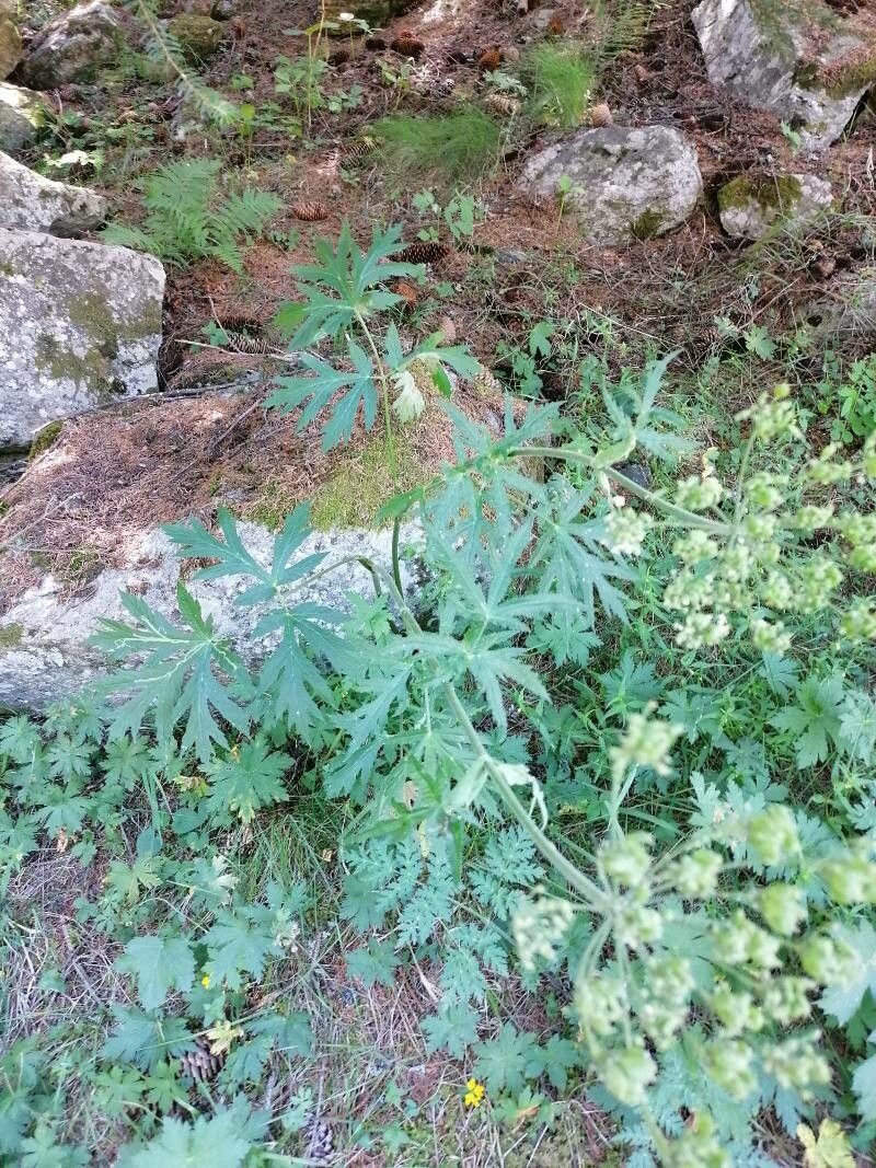 Pleurospermum austriacum leaf