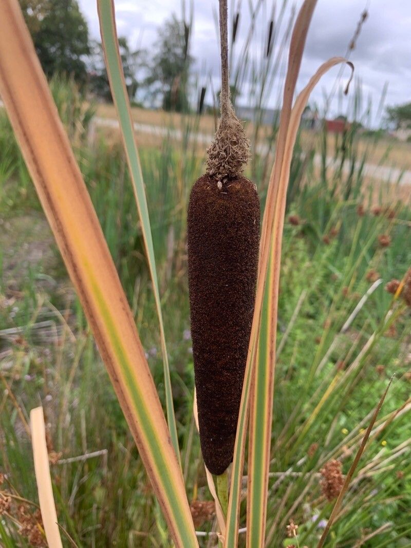 Typha shuttleworthii fruit