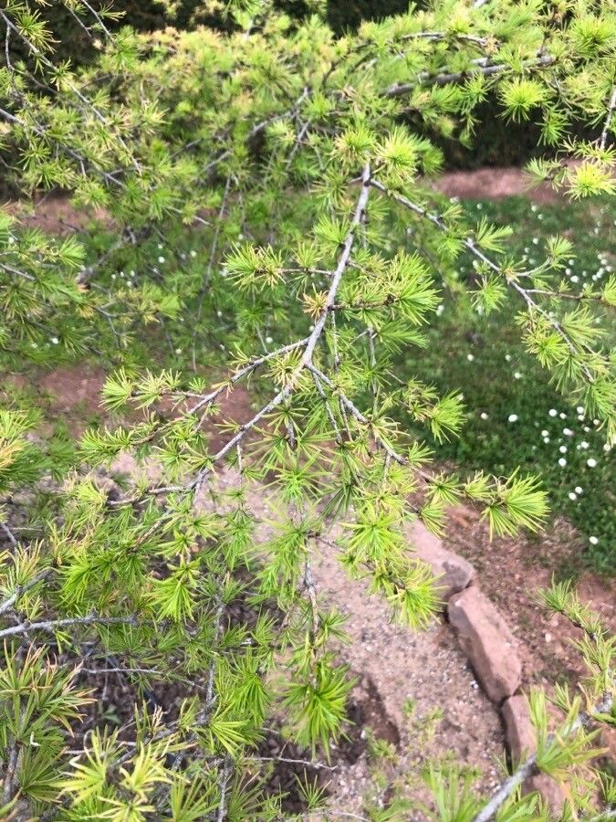 Larix gmelinii — related species from the same genus