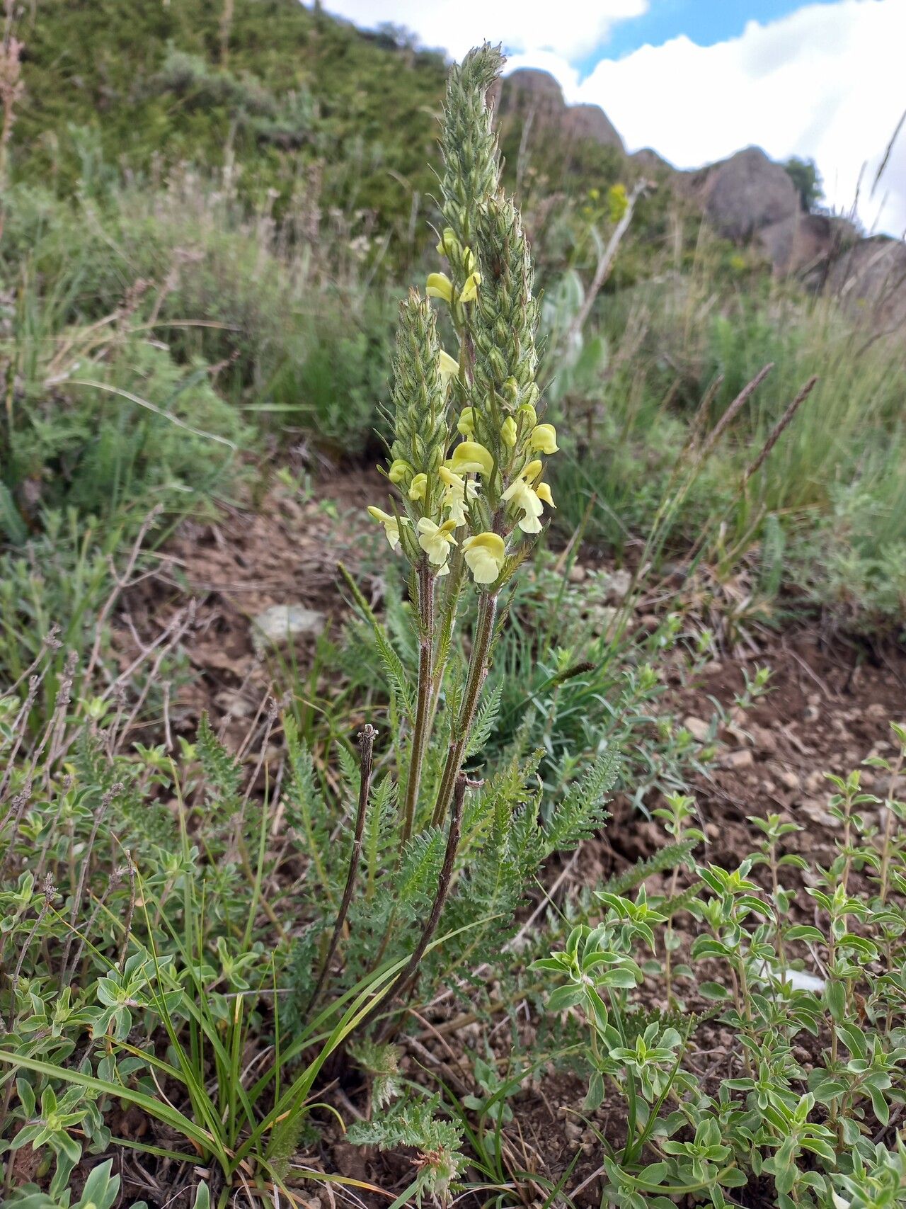 Pedicularis dolichorrhiza habit