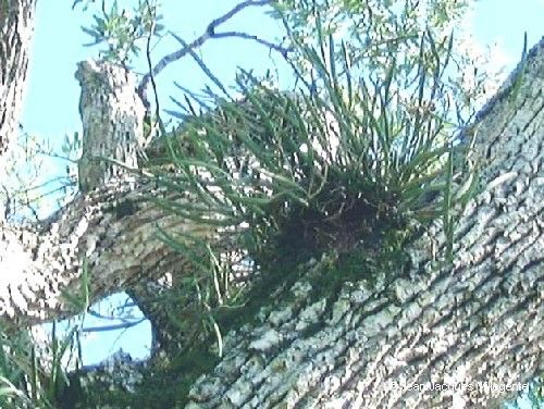 Dendrobium casuarinae habit