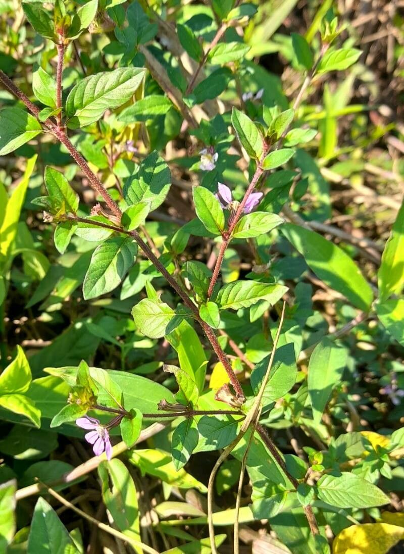 Cuphea tuberosa habit