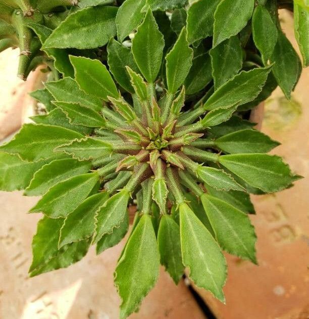 Sida ciliaris — search result for 'Sida'