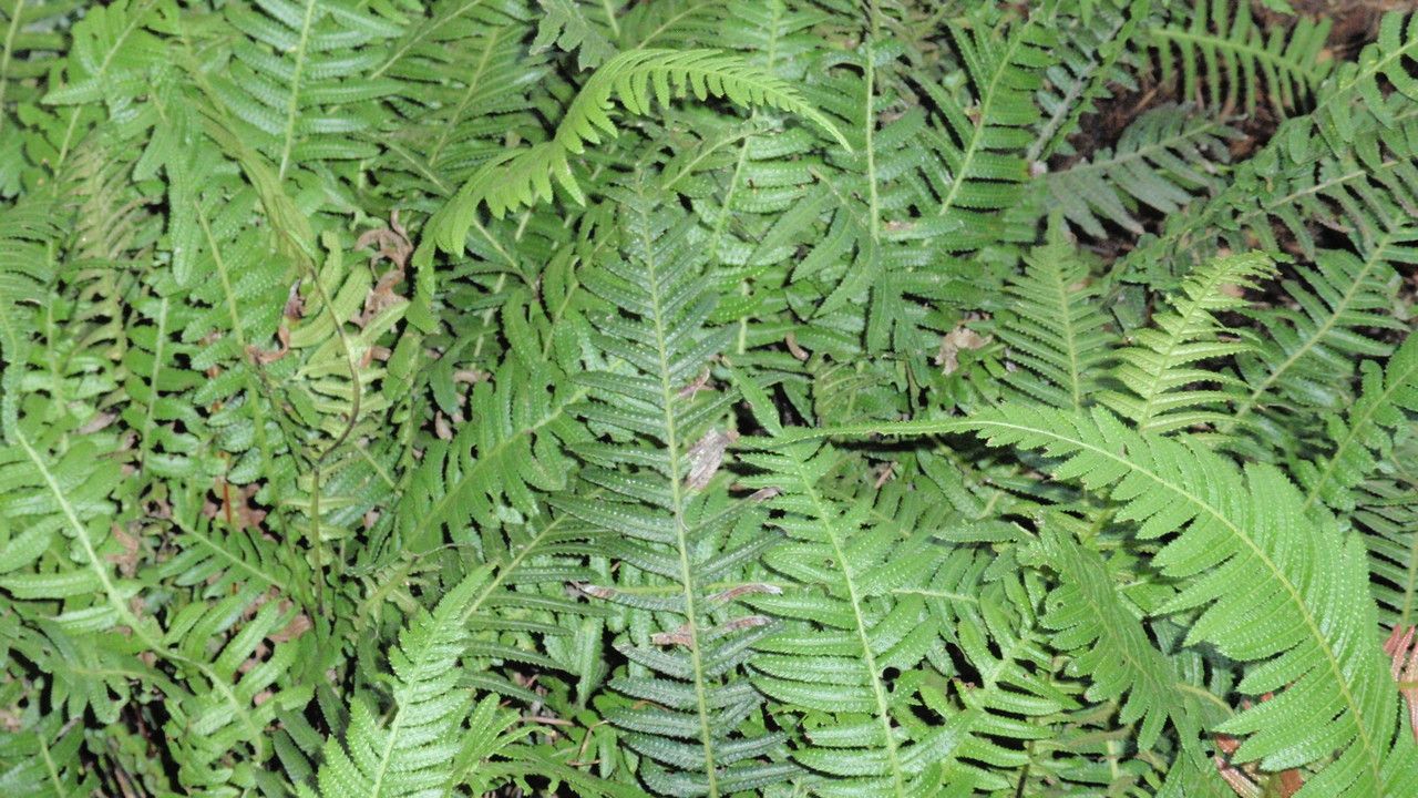 Blechnum neohollandicum habit