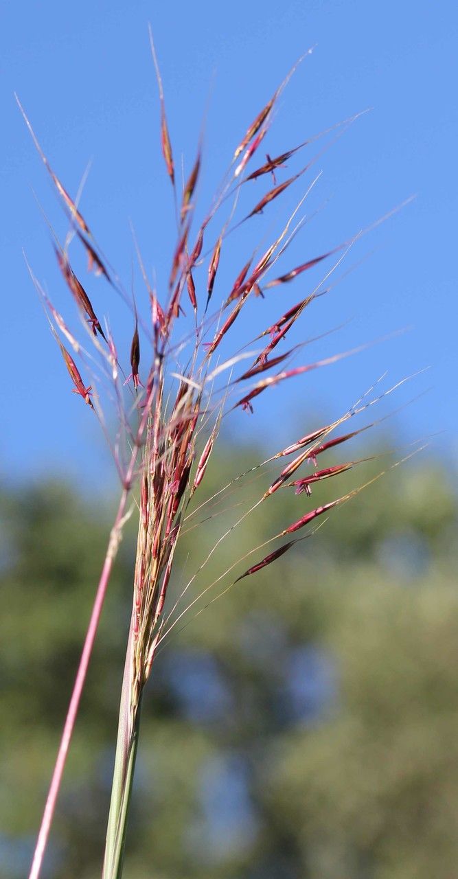 Chrysopogon gryllus fruit