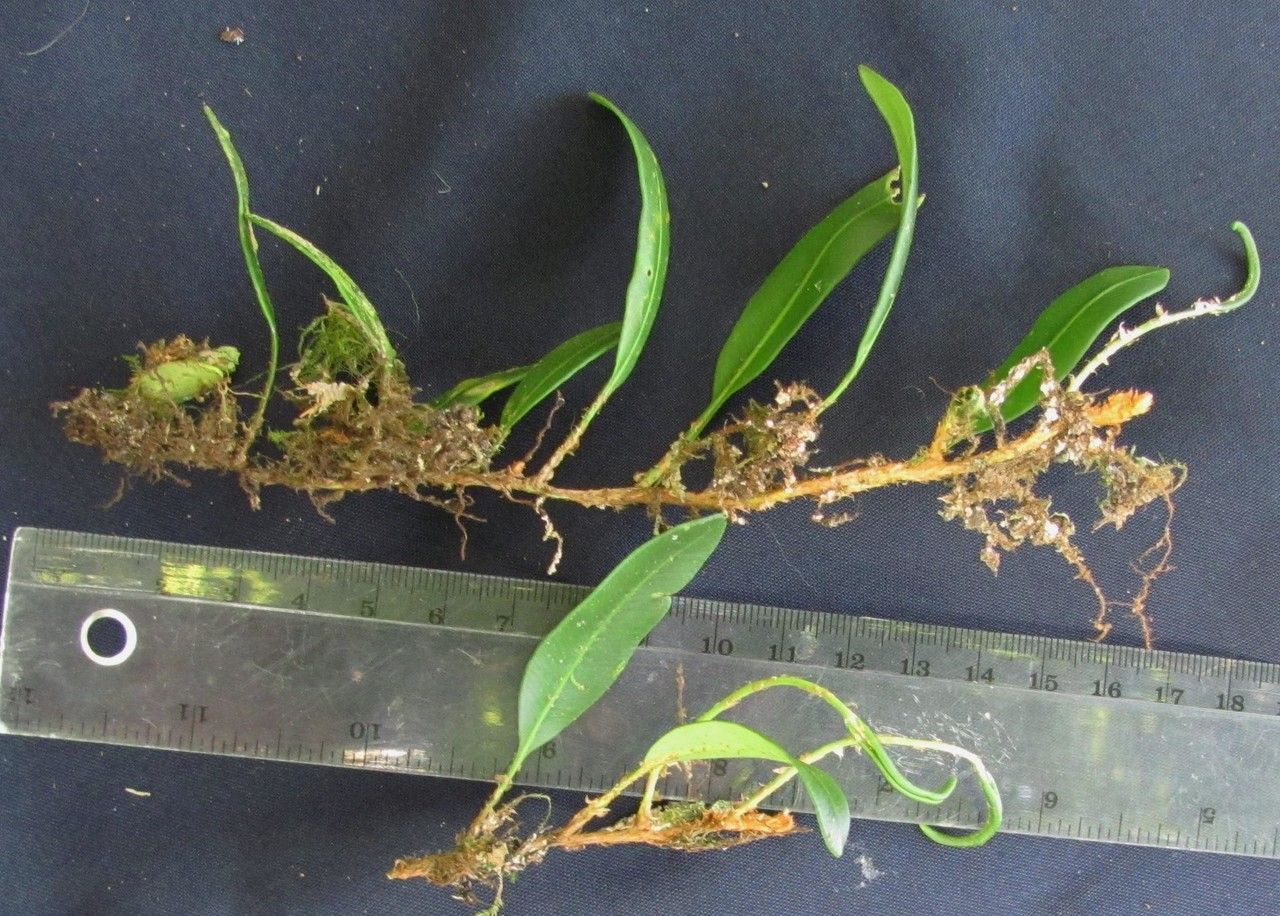 Elaphoglossum revolutum — houseplant care guide