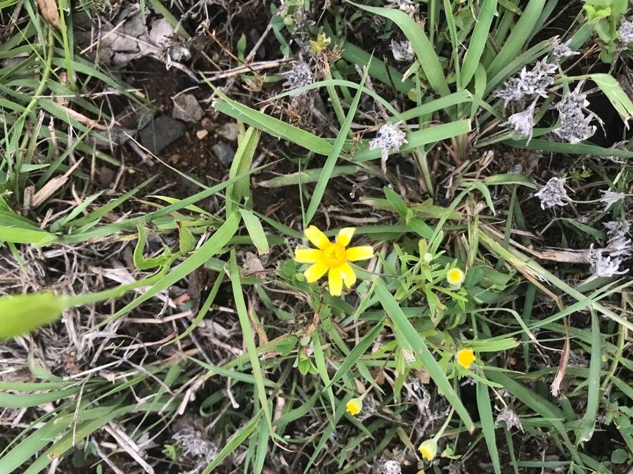 Tetraneuris linearifolia flower