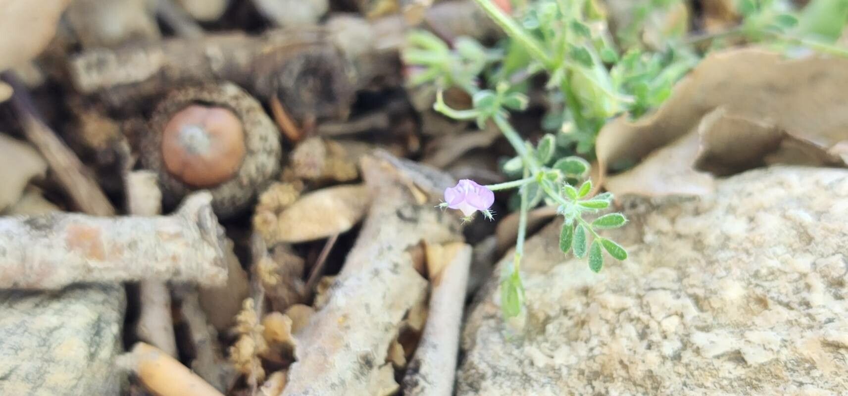 Lens odemensis flower