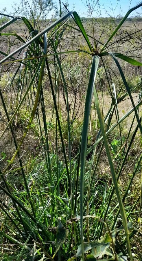 Cyperus entrerianus habit