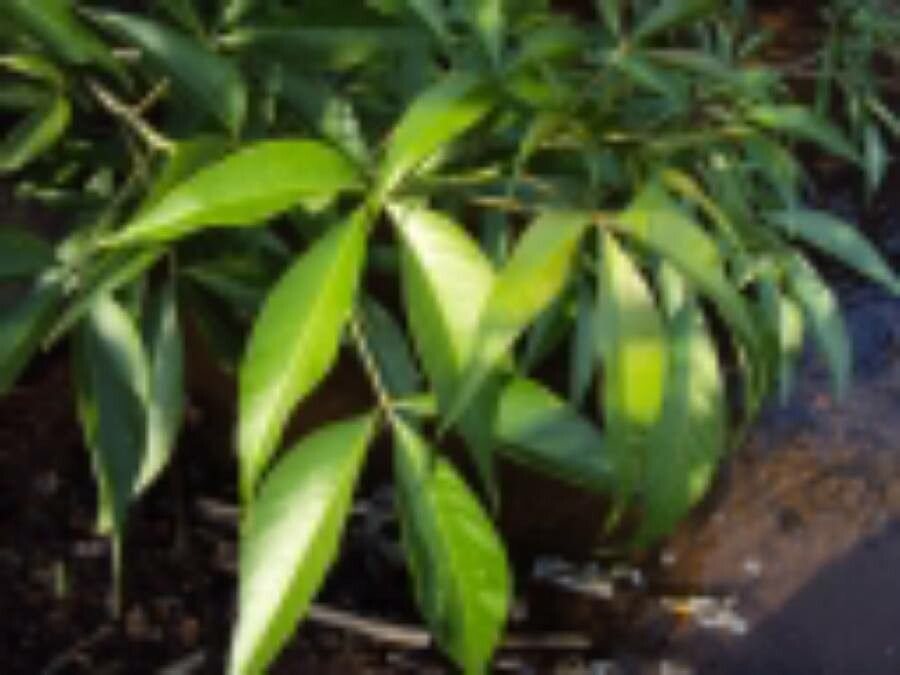 Crateva religiosa — houseplant care guide