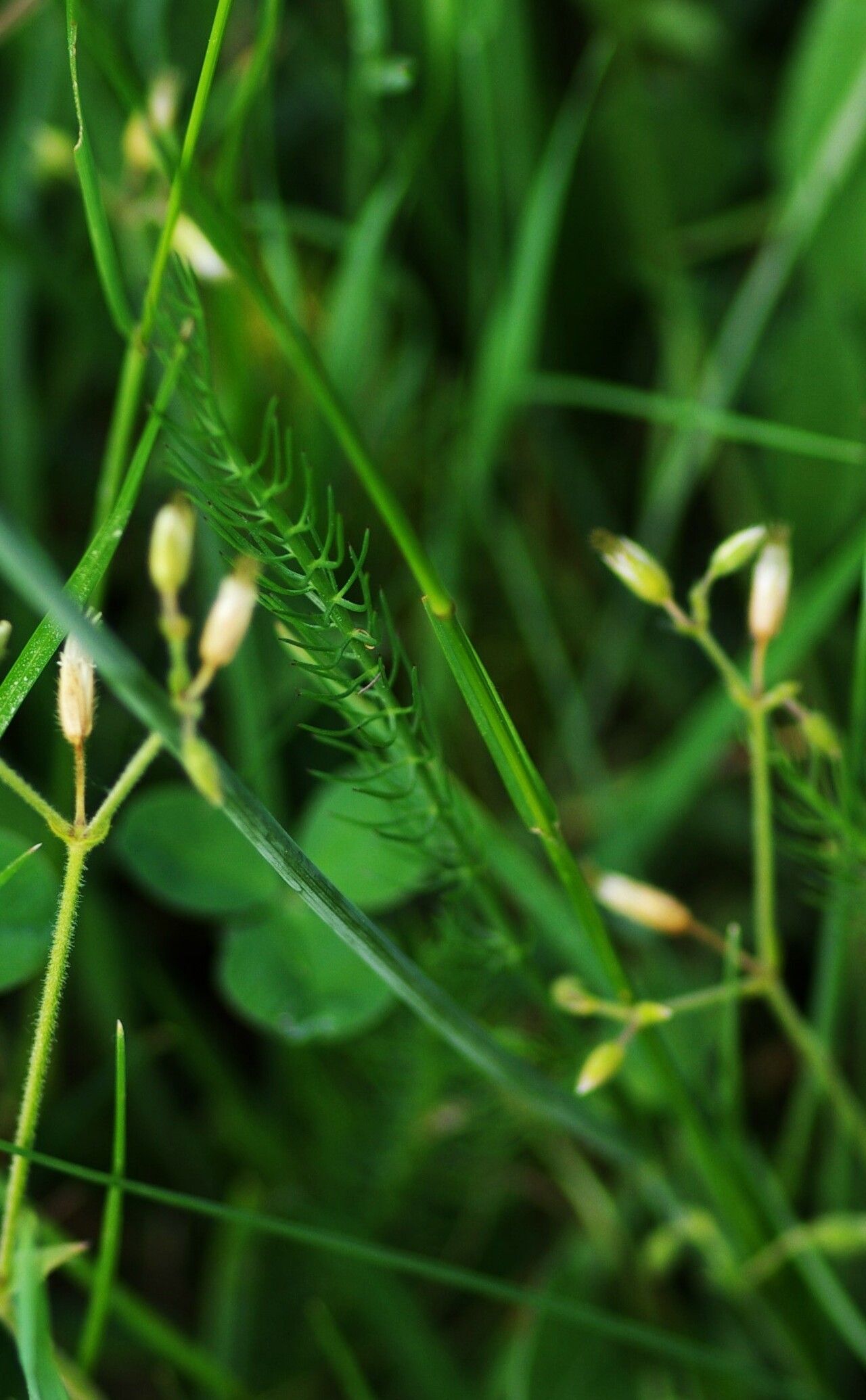 Carum verticillatum leaf