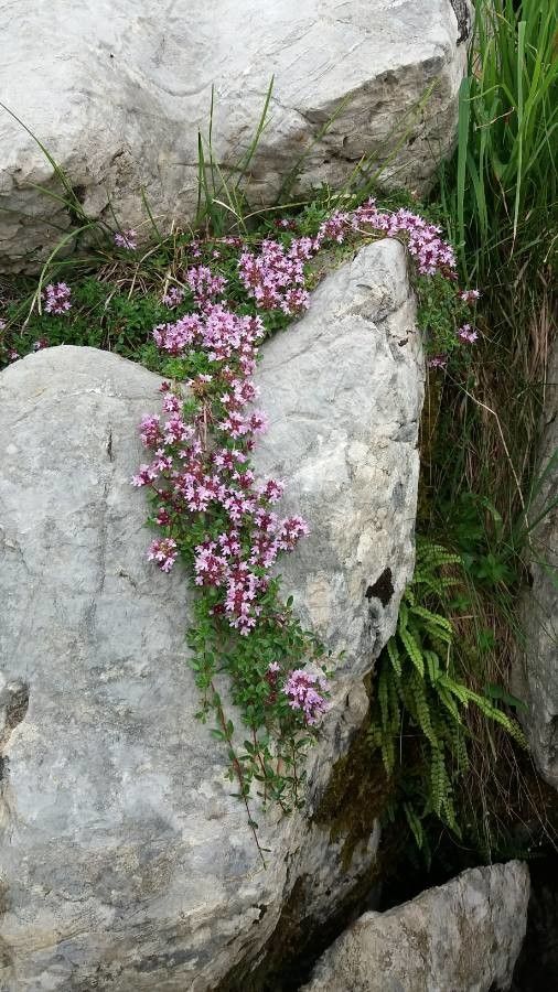 Thymus alpestris habit