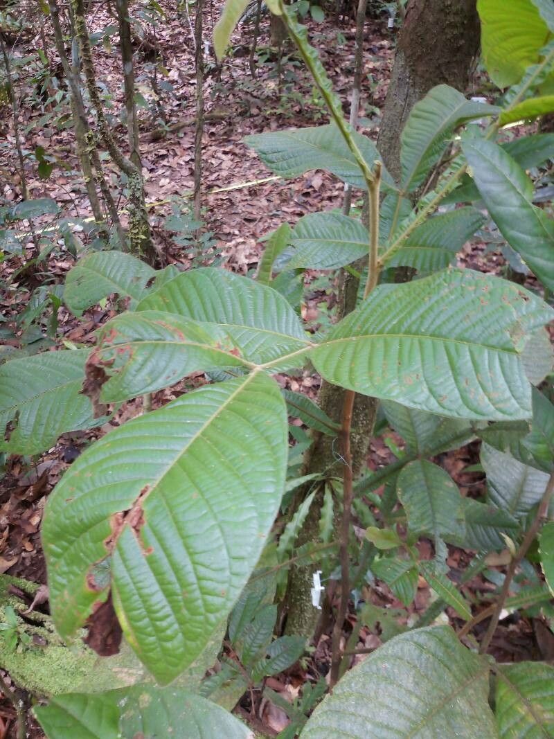 Inga lomatophylla — houseplant care guide