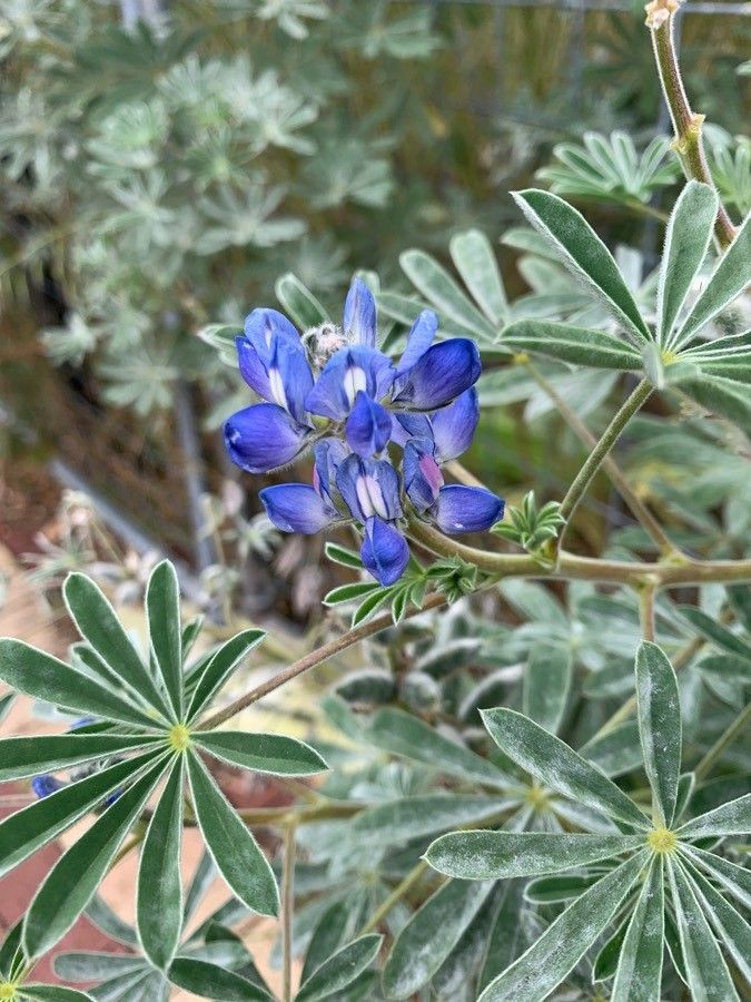 Lupinus cosentinii flower
