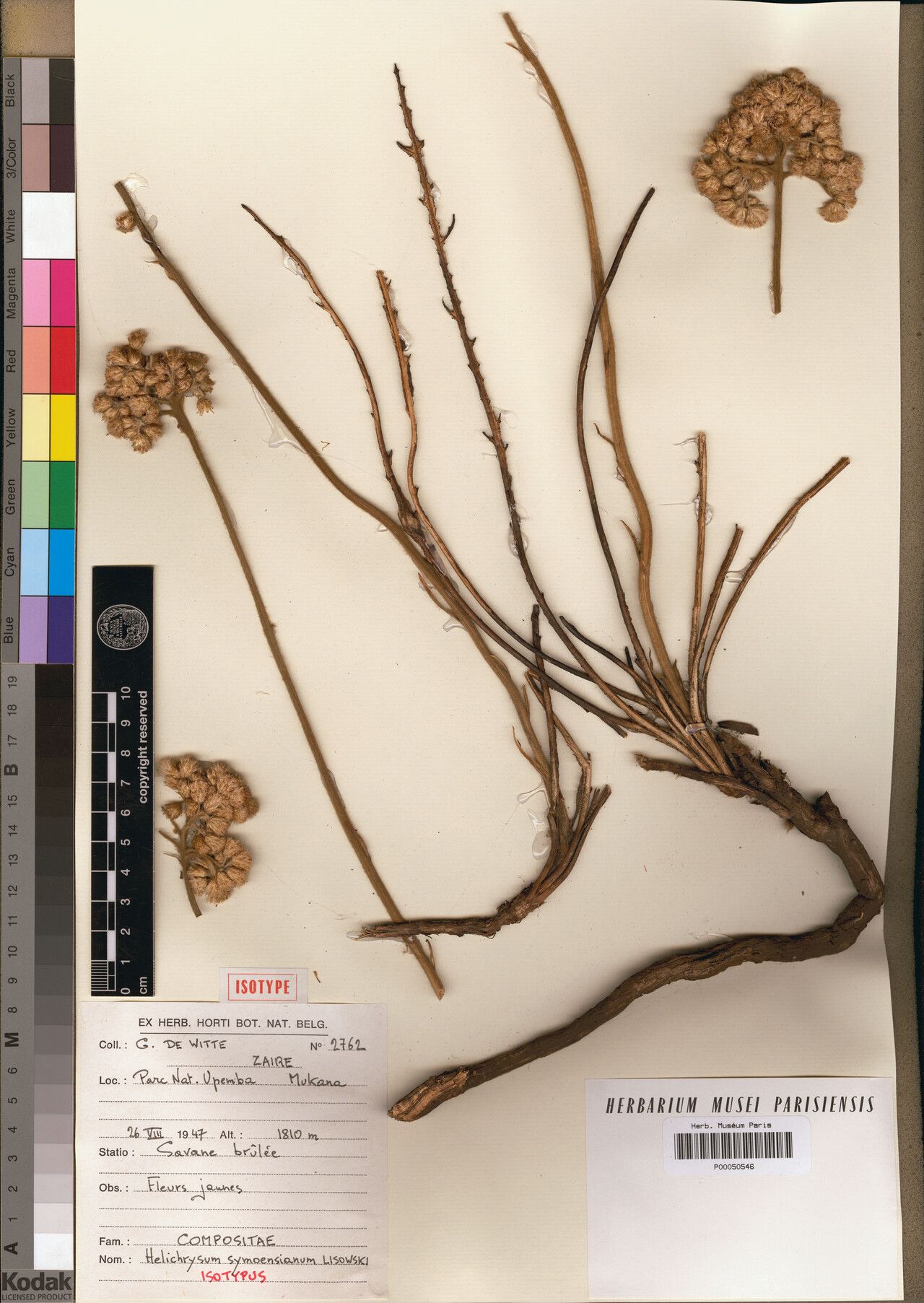 Helichrysum symoensianum — search result for 'Helichrysum'