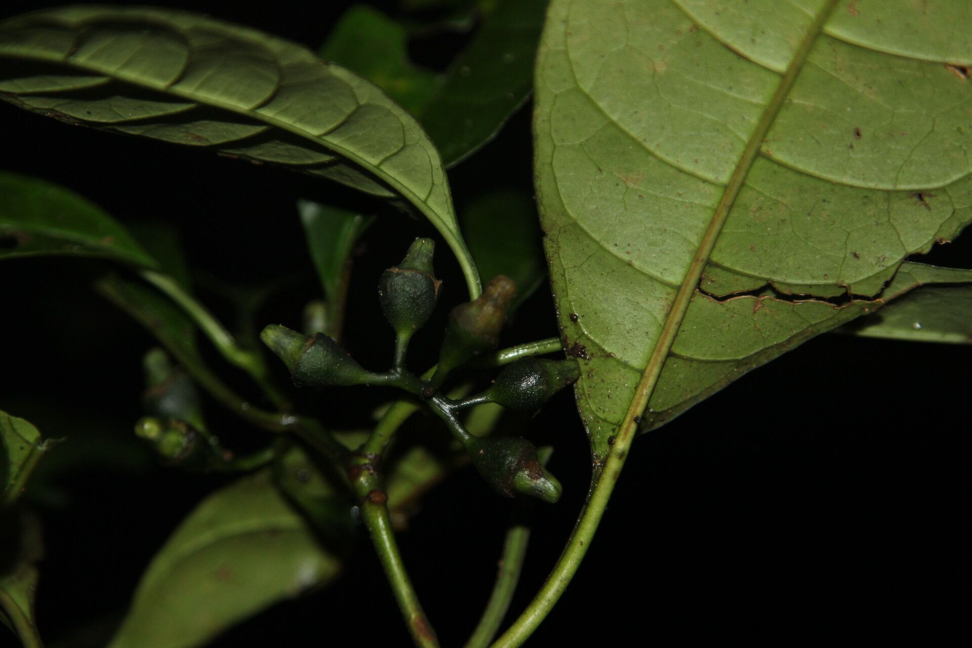 Psychotria potanthera fruit