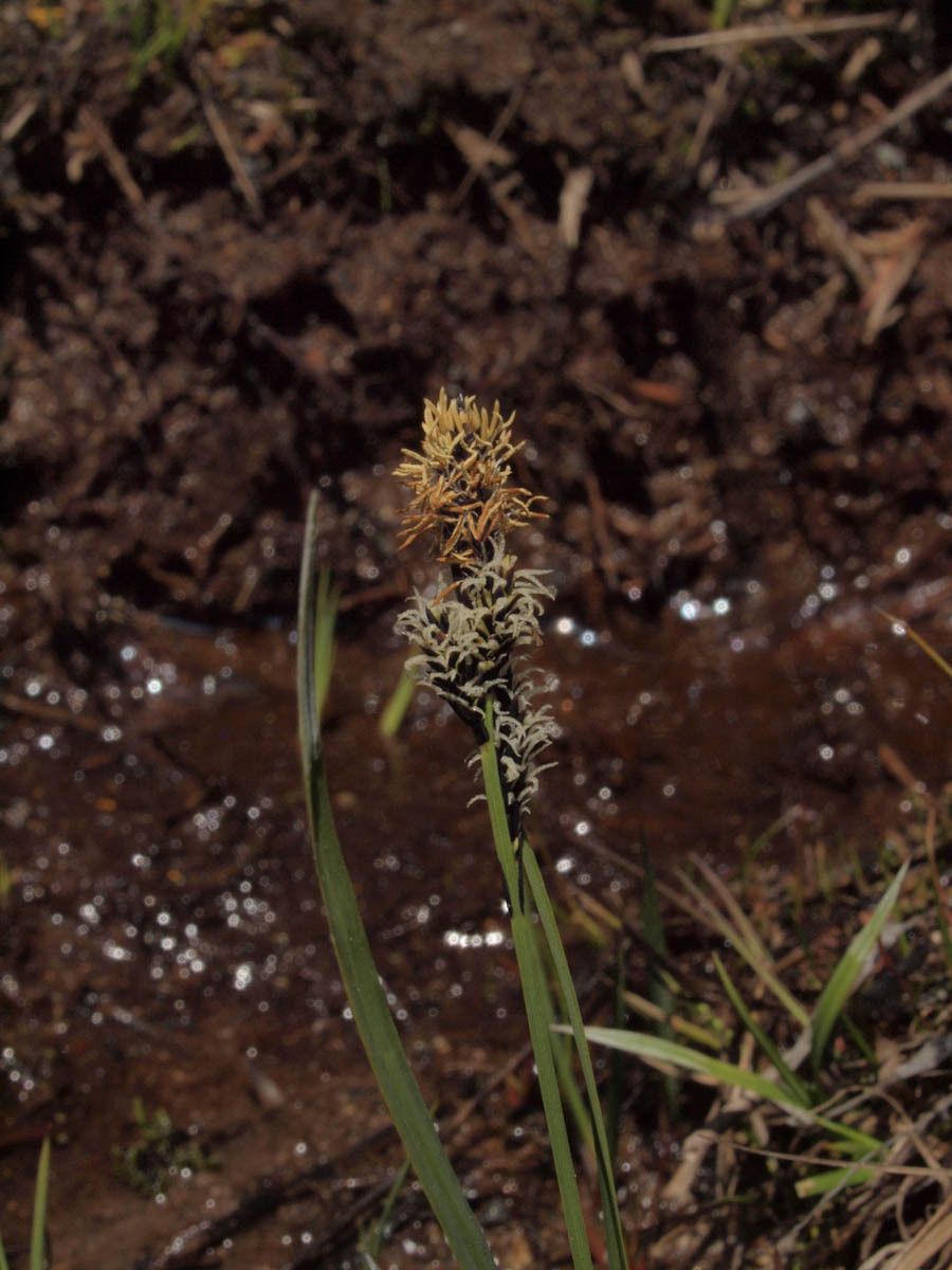 Carex paysonis — houseplant care guide