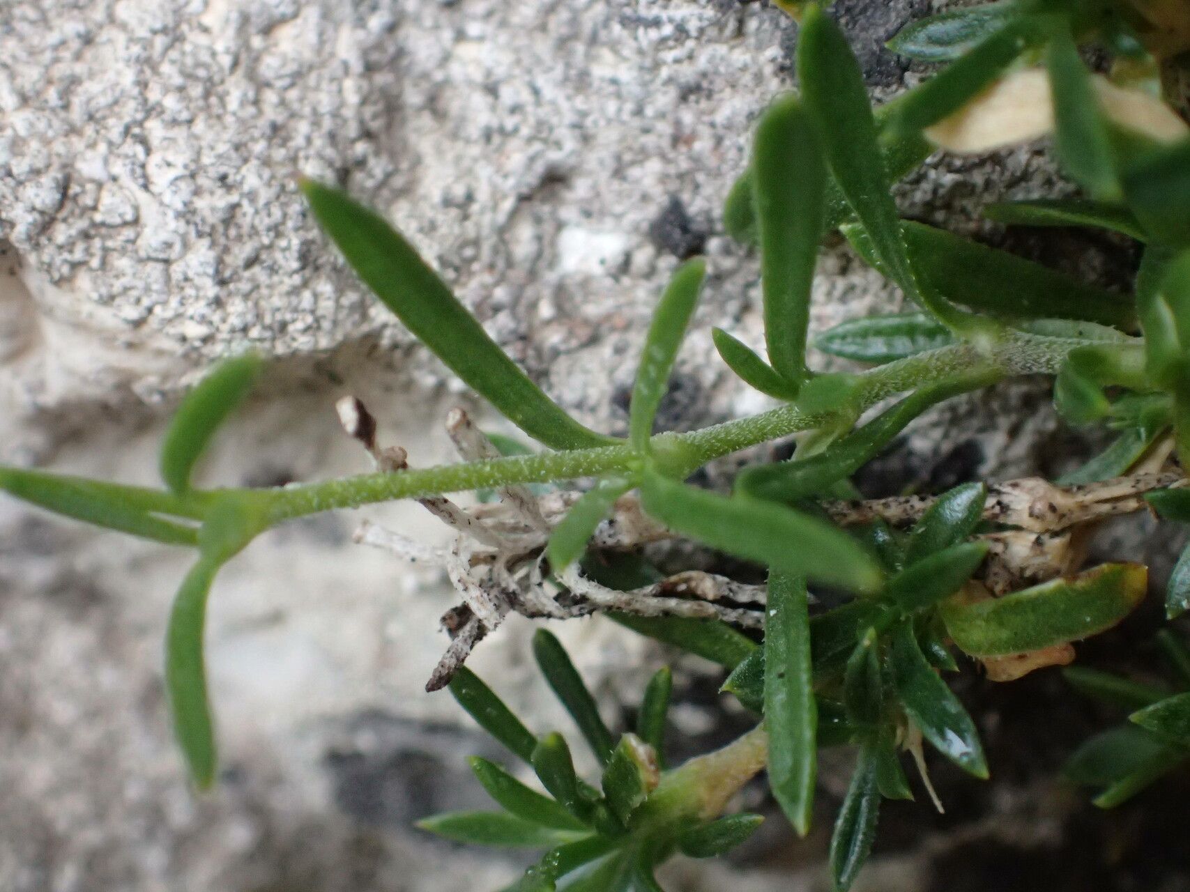 Silene saxifraga leaf