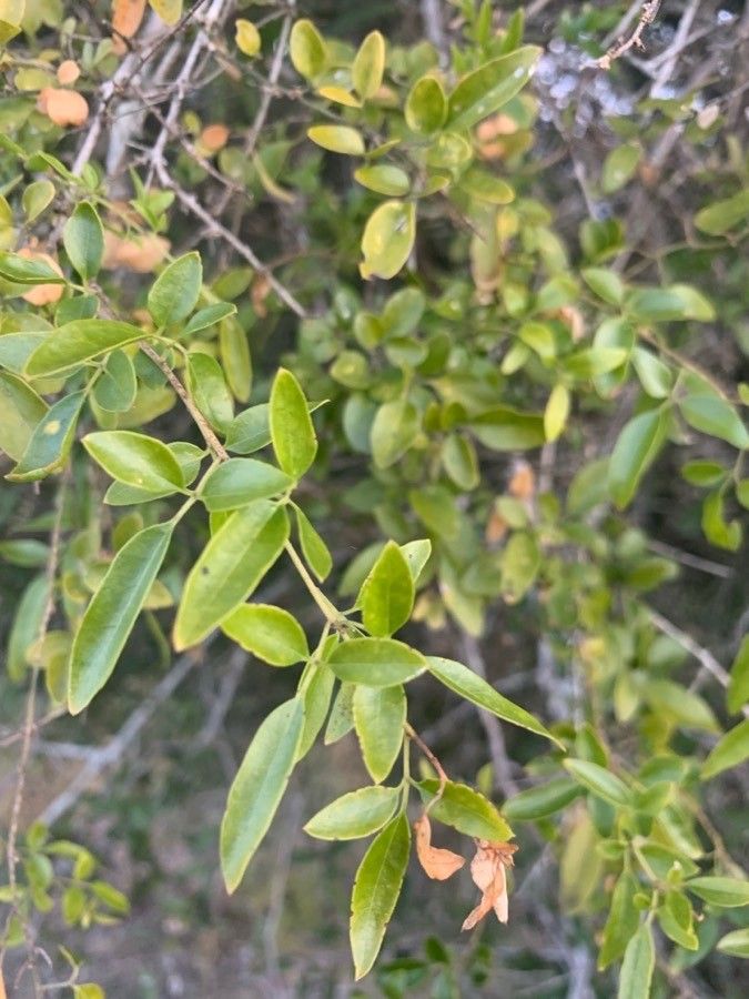 Alectryon diversifolius — search result for 'Sapindaceae'