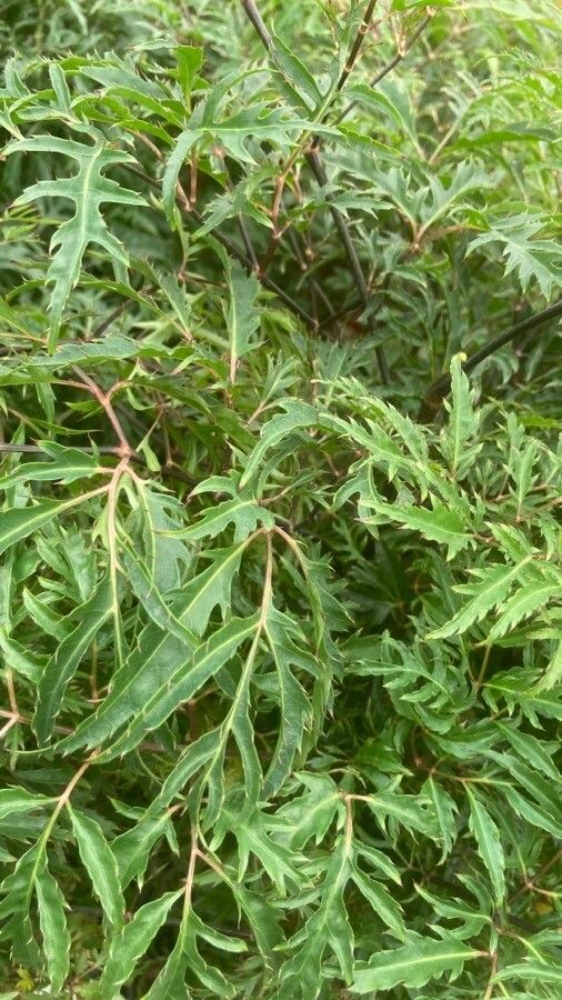 Polyscias filicifolia — search result for 'Polyscias'