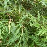 Polyscias filicifolia