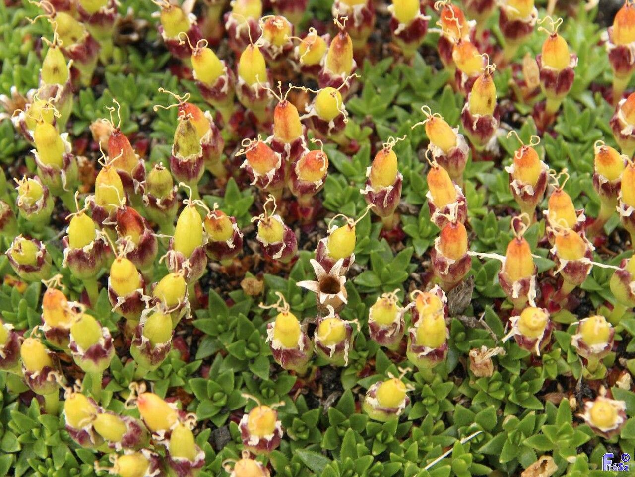 Silene acaulis fruit