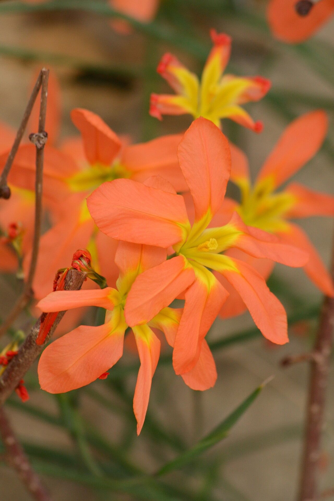 Moraea collina — houseplant care guide