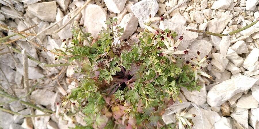 Fumaria flabellata flower