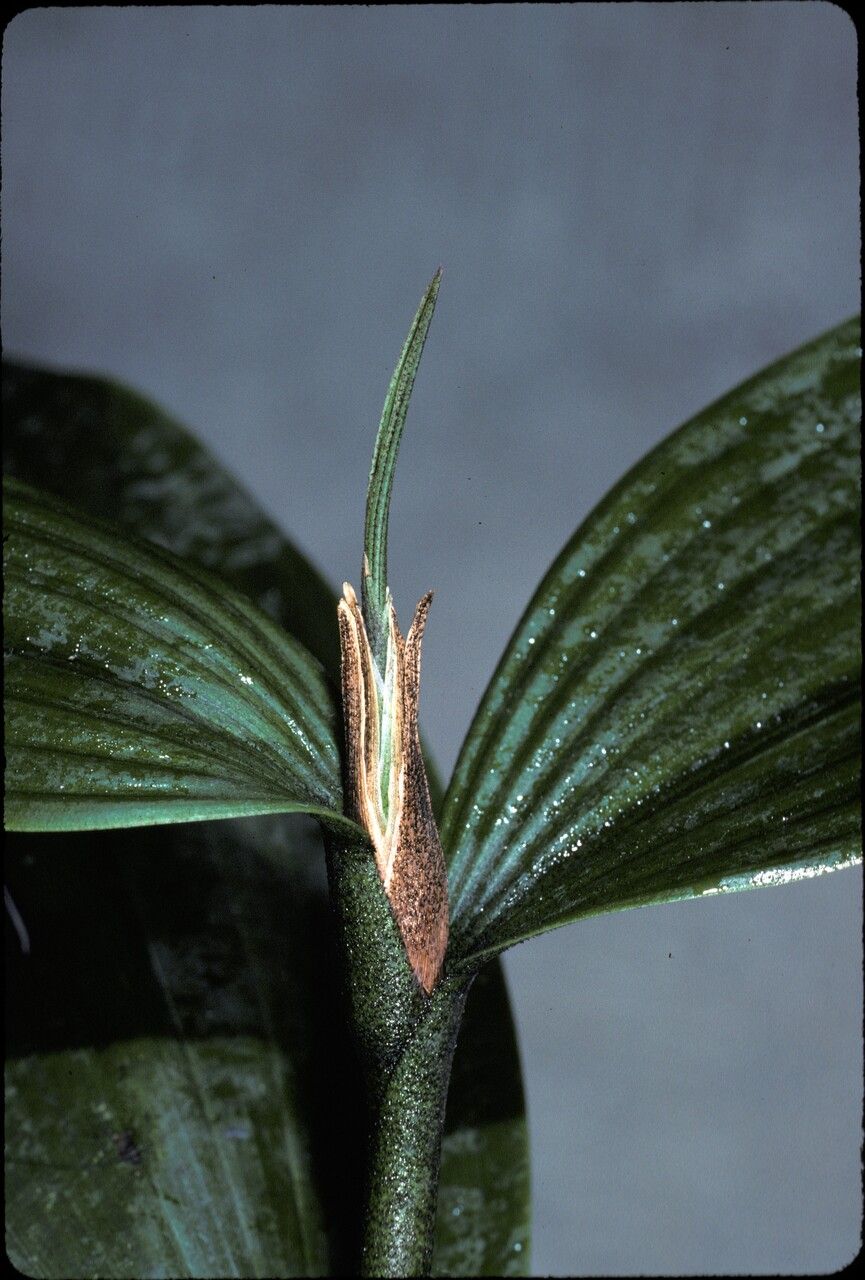 Sobralia violacea flower