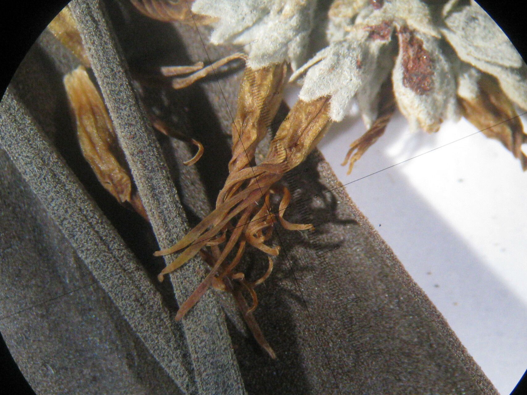 Aspidosperma album other