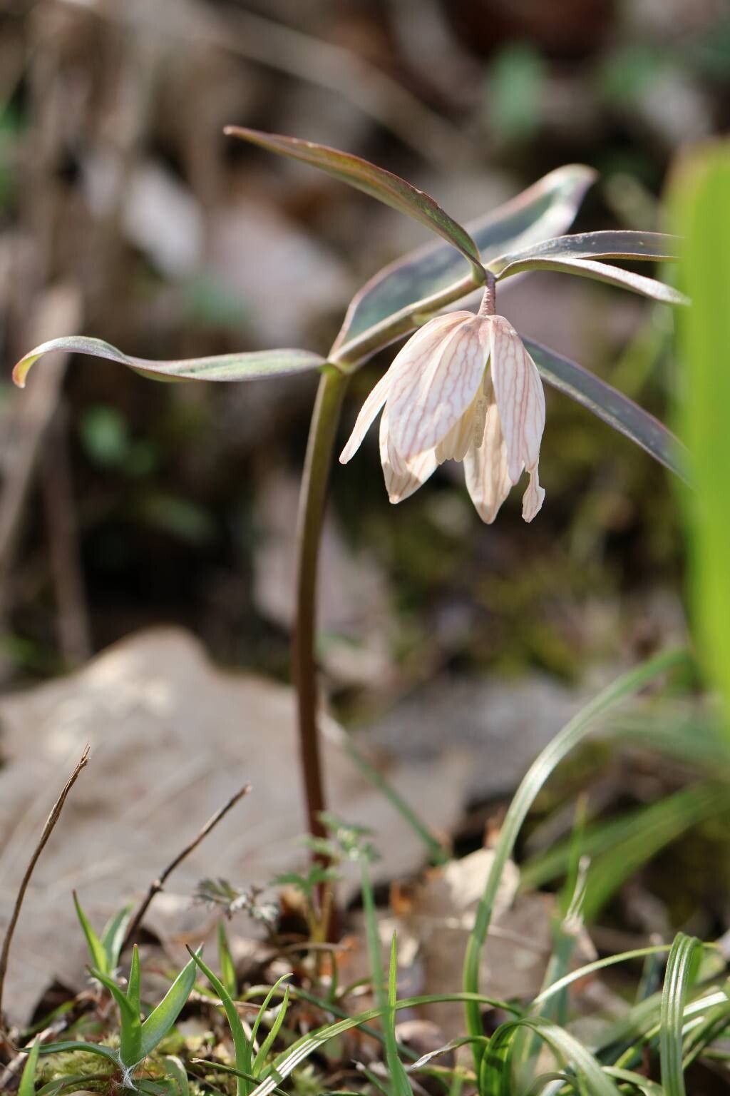 Fritillaria ayakoana — houseplant care guide