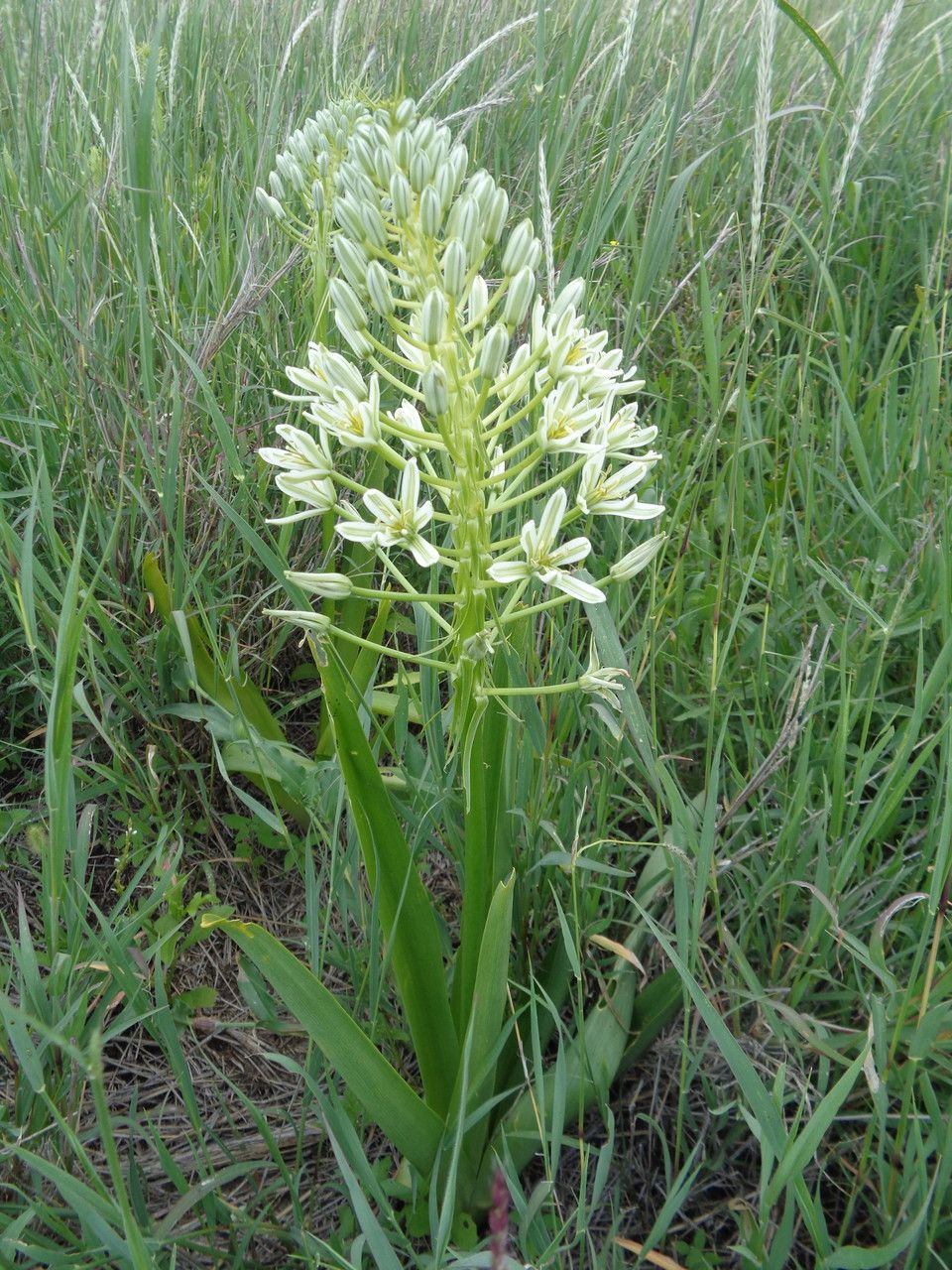 Albuca donaldsonii habit