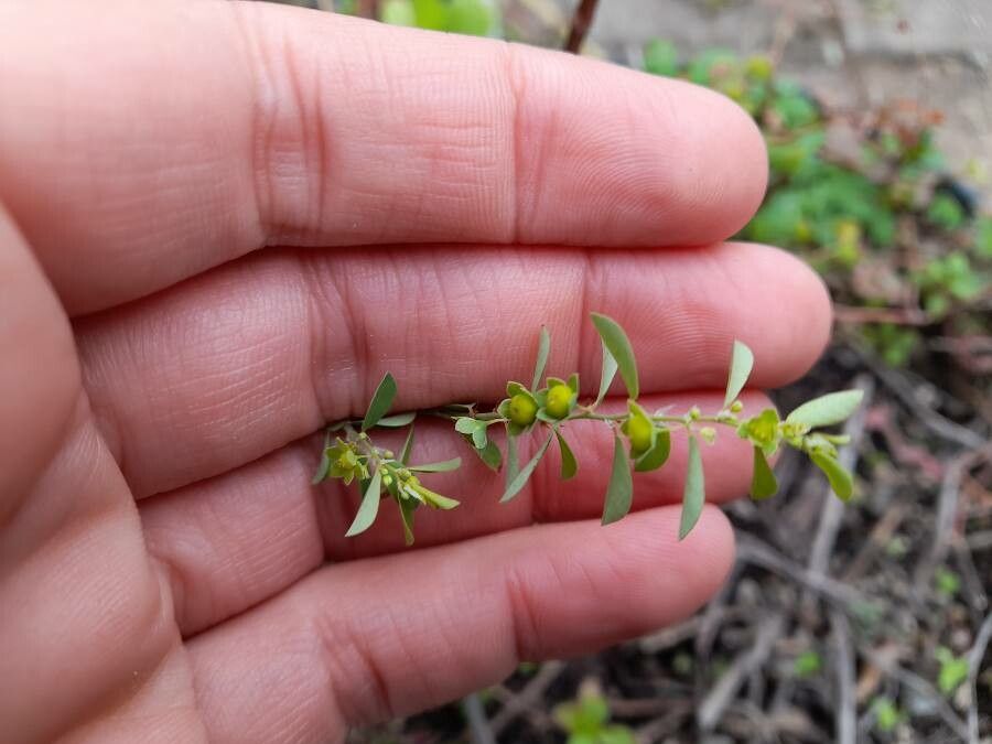 Phyllanthus polygonoides leaf