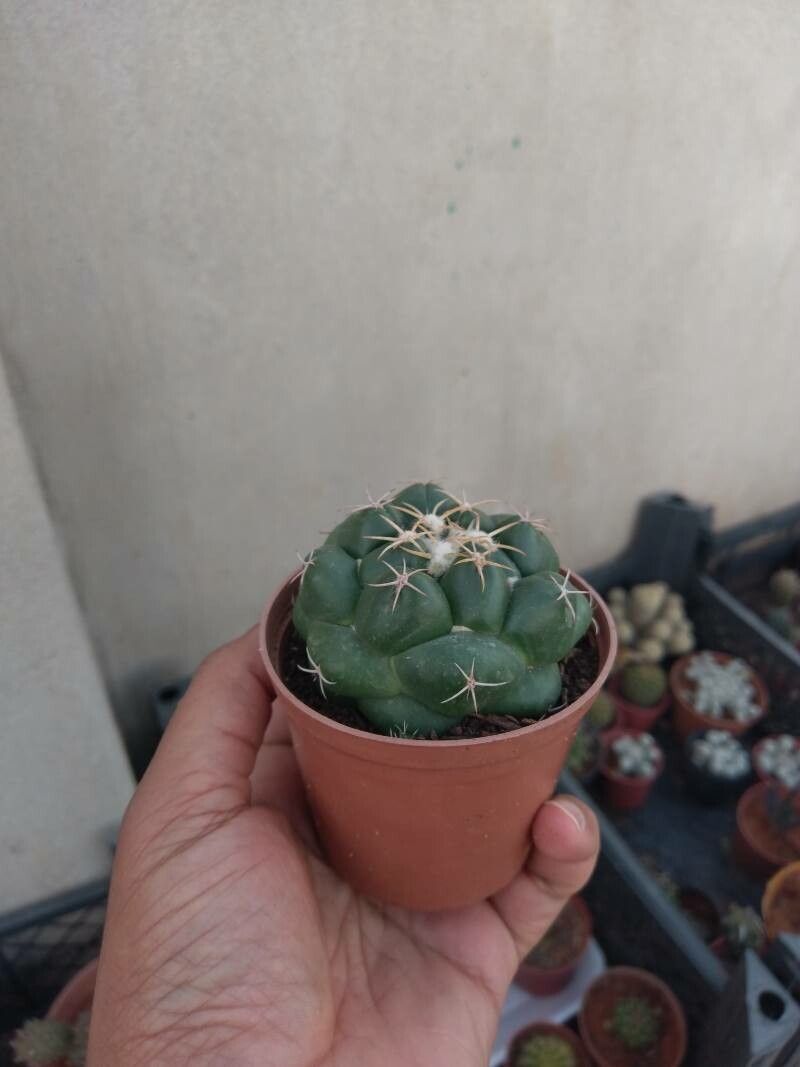 Coryphantha elephantidens — search result for 'Cactaceae'